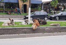 ОСЛОБОДУВАЊЕ НА ТЕРИТОРИЈА КАРПОШ, ХУМАНО РЕШЕНИЕ ЗА БЕЗБЕДЕН ЖИВОТ