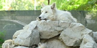 Скопската зоолошка има нови жители – белите волци добија бебиња (ФОТО)