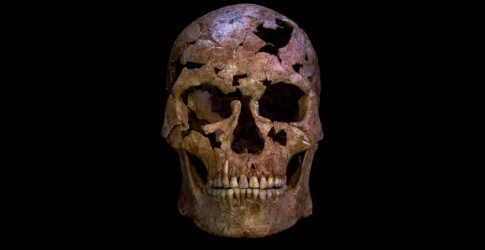 projectile-skeleton-reconstructed-skull-full-width-chris-stimpson