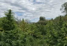 (ФОТО) Откриена нелегална плантажа на канабис во струмичко, одземени 680 килограми стебла, приведени двајца