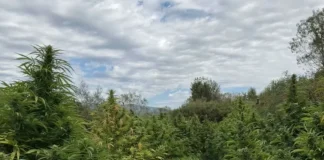 (ФОТО) Откриена нелегална плантажа на канабис во струмичко, одземени 680 килограми стебла, приведени двајца